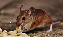 24 Hour & Emergency Exterminators in Glengary, WV
